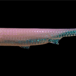 4" K-Tails